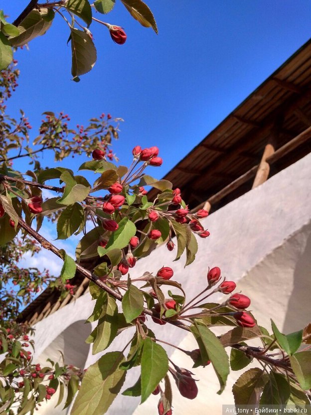 Цветение у стен Новоспасского монастыря (фото 4)