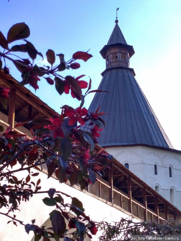 Цветение у стен Новоспасского монастыря (фото 3)