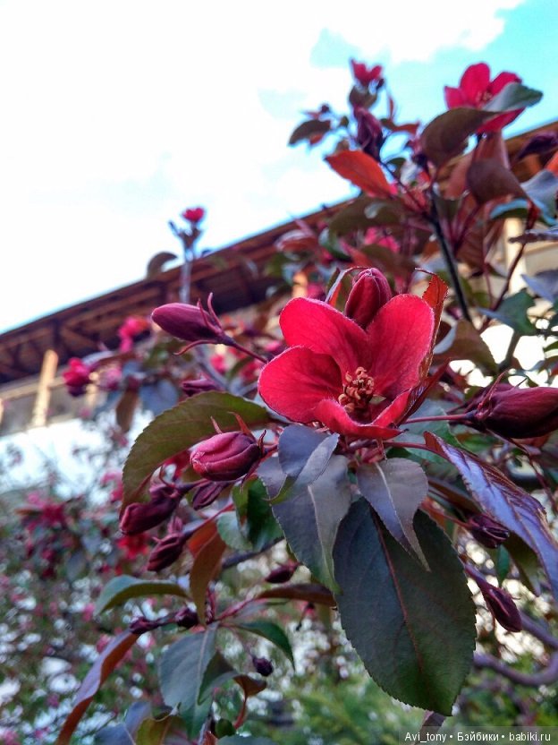 Цветение у стен Новоспасского монастыря (фото 5)