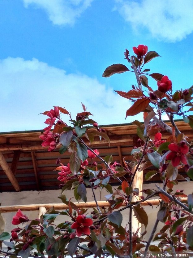 Цветение у стен Новоспасского монастыря (фото 7)