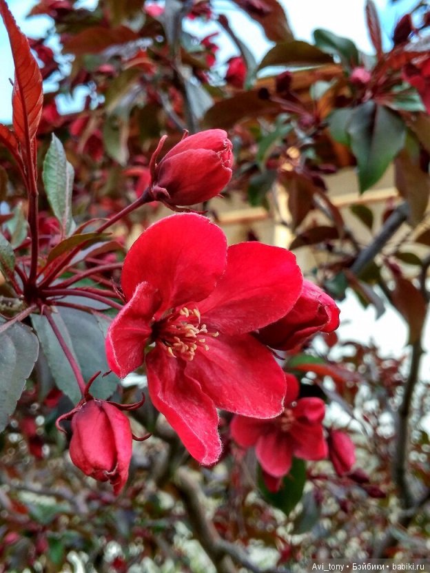 Цветение у стен Новоспасского монастыря (фото 9)