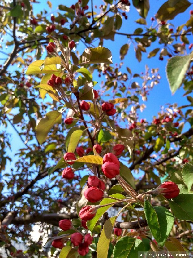 Цветение у стен Новоспасского монастыря (фото 10)