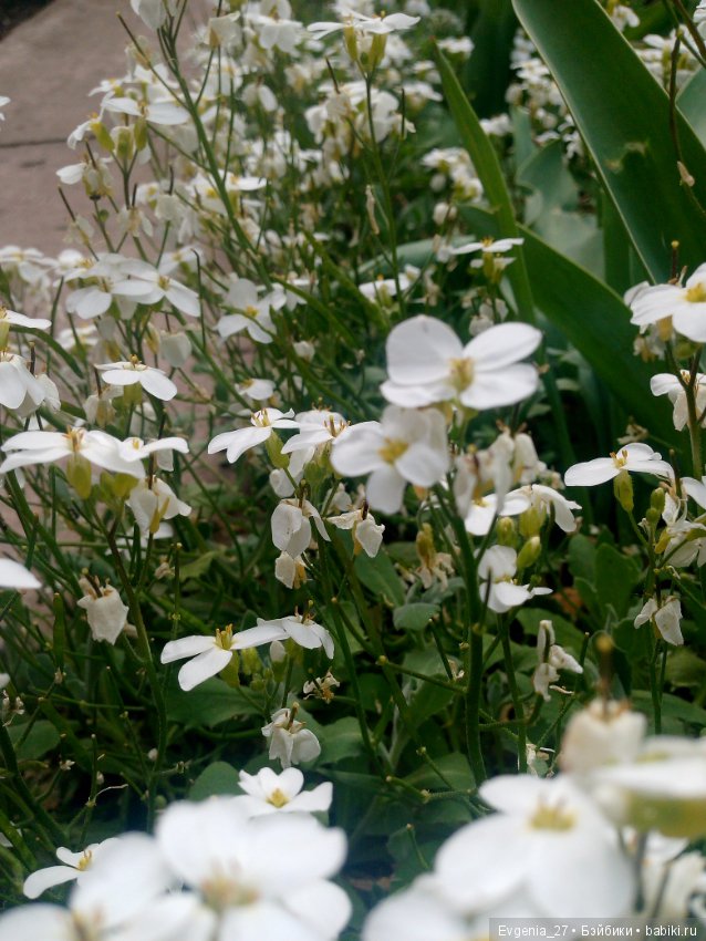 Настоящая весна — Пупсы Baby Born и Baby Annabell (Zapf): интерактивные