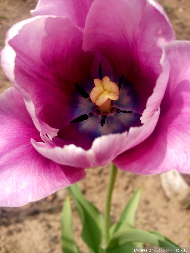 Настоящая весна — Пупсы Baby Born и Baby Annabell (Zapf): интерактивные