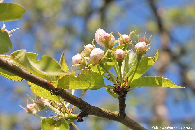 Нежно-нежно зелёная весна и Миленка от Studio Milim (фото 10)