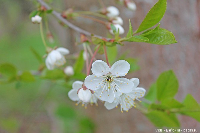 Нежно-нежно зелёная весна и Миленка от Studio Milim (фото 6)
