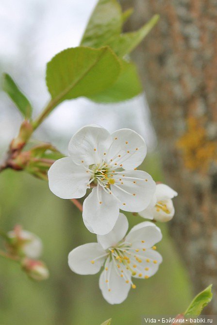 Нежно-нежно зелёная весна и Миленка от Studio Milim (фото 2)