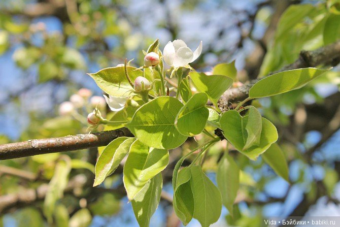 Нежно-нежно зелёная весна и Миленка от Studio Milim