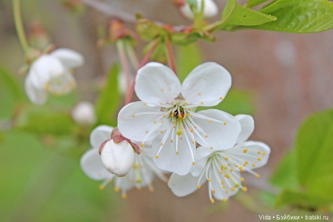 Нежно-нежно зелёная весна и Миленка от Studio Milim (фото 4)