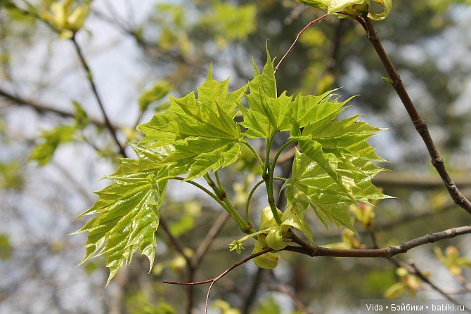 Нежно-нежно зелёная весна и Миленка от Studio Milim