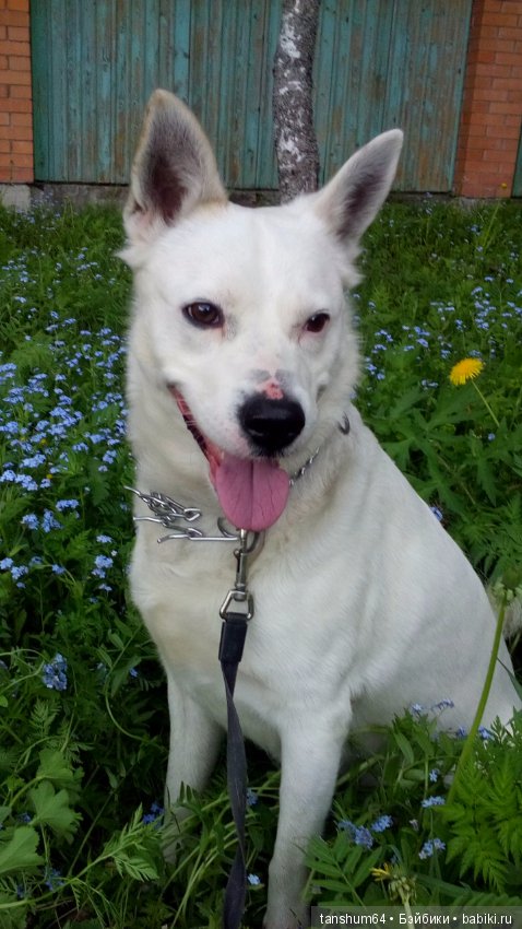 Отпуск с домашними любимцами