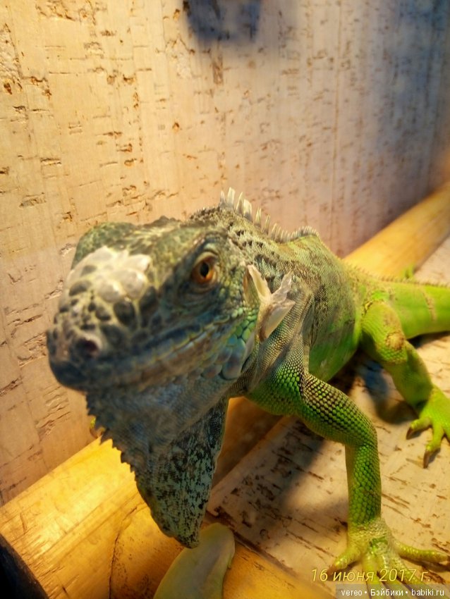 Живой уголок в зооцентре — В мире животных: смешные фото питомцев и зверей