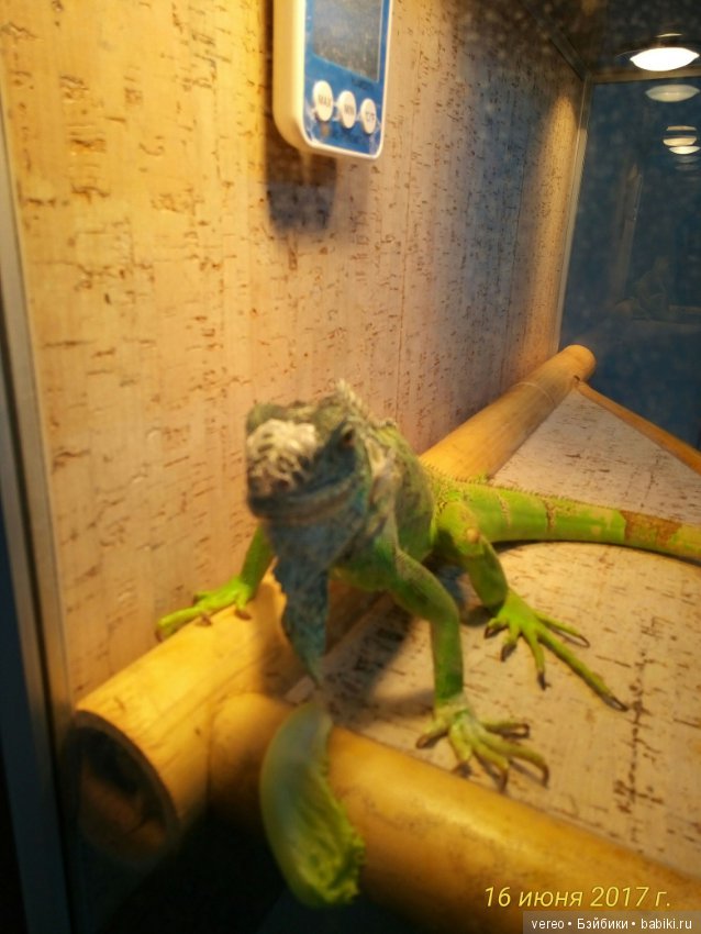 Живой уголок в зооцентре — В мире животных: смешные фото питомцев и зверей