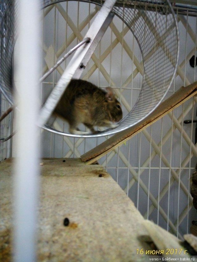 Живой уголок в зооцентре — В мире животных: смешные фото питомцев и зверей