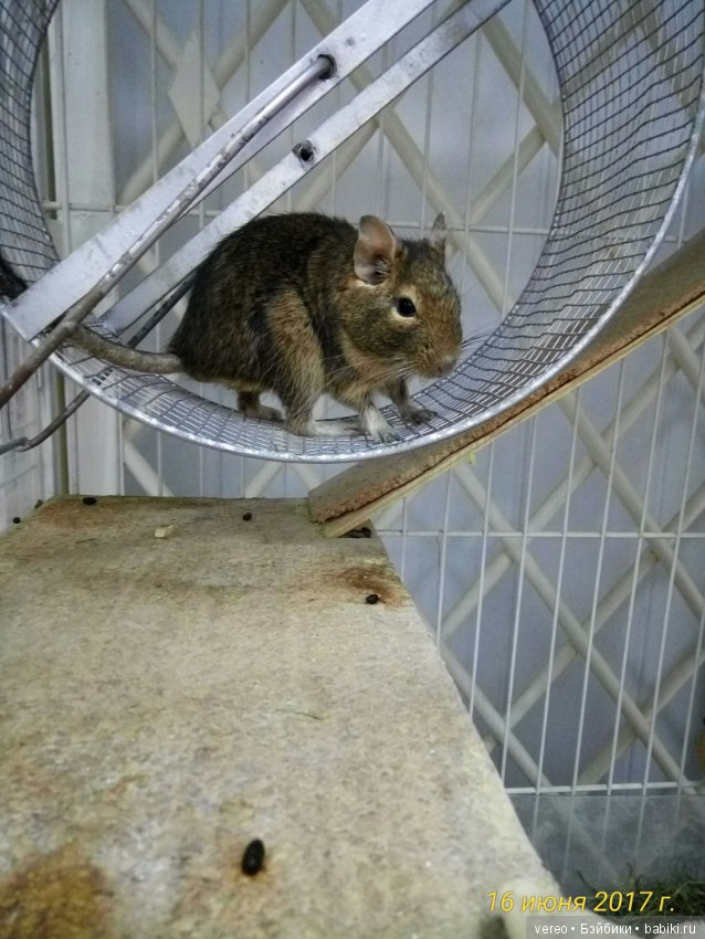 Живой уголок в зооцентре — В мире животных: смешные фото питомцев и зверей