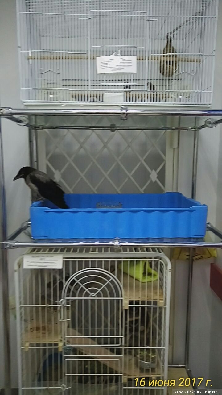 Живой уголок в зооцентре — В мире животных: смешные фото питомцев и зверей (фото 10)