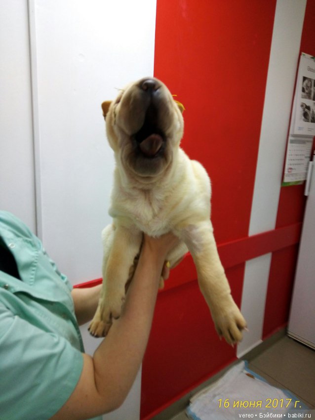 Живой уголок в зооцентре — В мире животных: смешные фото питомцев и зверей (фото 5)