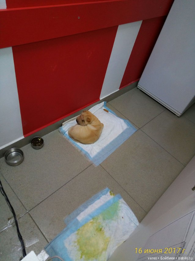 Живой уголок в зооцентре — В мире животных: смешные фото питомцев и зверей (фото 6)