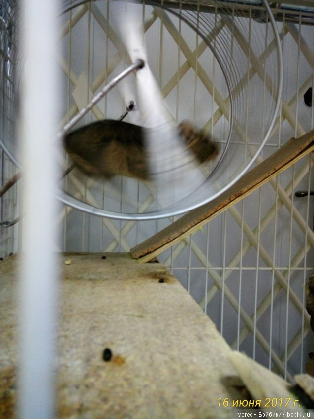 Живой уголок в зооцентре — В мире животных: смешные фото питомцев и зверей