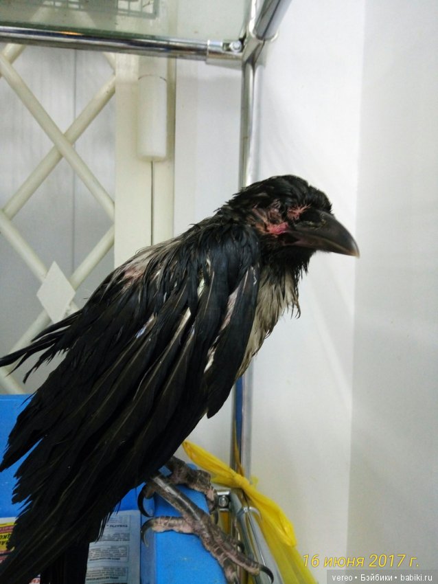 Живой уголок в зооцентре — В мире животных: смешные фото питомцев и зверей