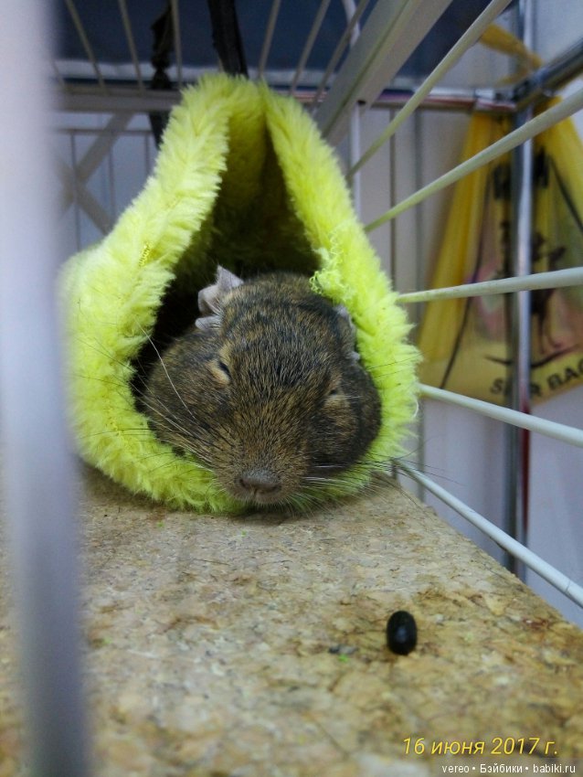 Живой уголок в зооцентре — В мире животных: смешные фото питомцев и зверей