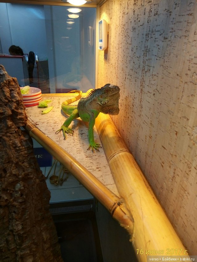 Живой уголок в зооцентре — В мире животных: смешные фото питомцев и зверей