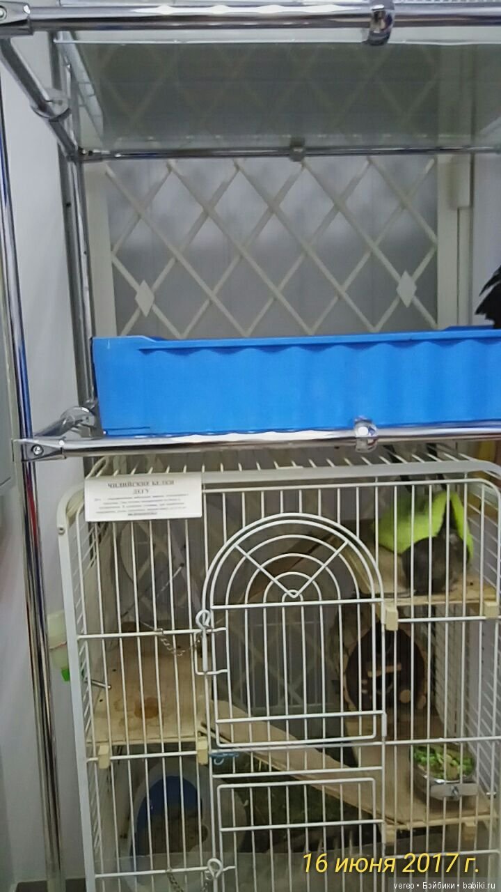 Живой уголок в зооцентре — В мире животных: смешные фото питомцев и зверей