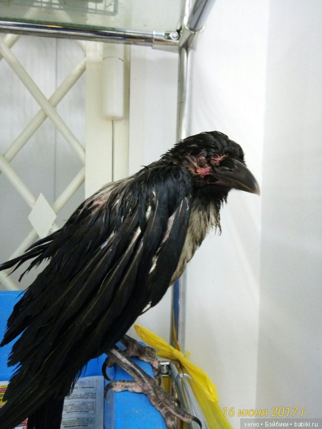 Живой уголок в зооцентре — В мире животных: смешные фото питомцев и зверей