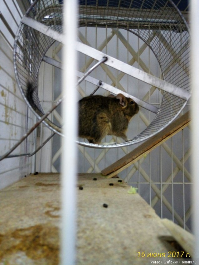 Живой уголок в зооцентре — В мире животных: смешные фото питомцев и зверей