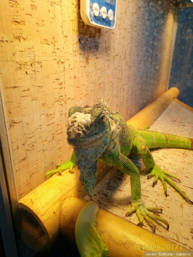 Живой уголок в зооцентре — В мире животных: смешные фото питомцев и зверей