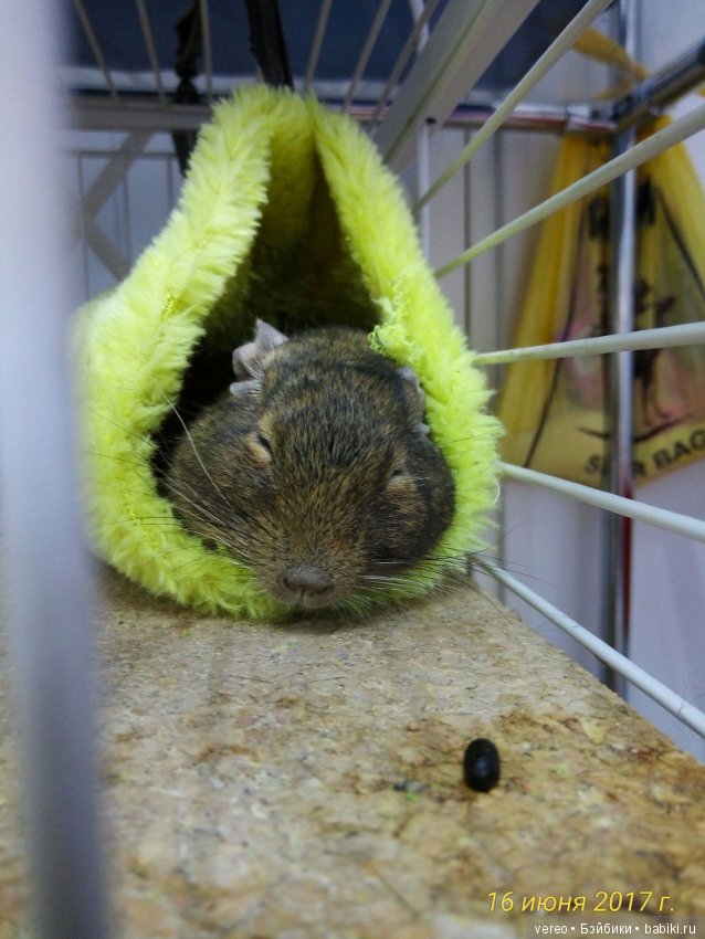 Живой уголок в зооцентре — В мире животных: смешные фото питомцев и зверей