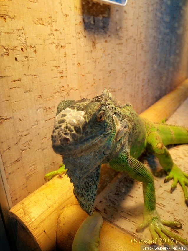 Живой уголок в зооцентре — В мире животных: смешные фото питомцев и зверей