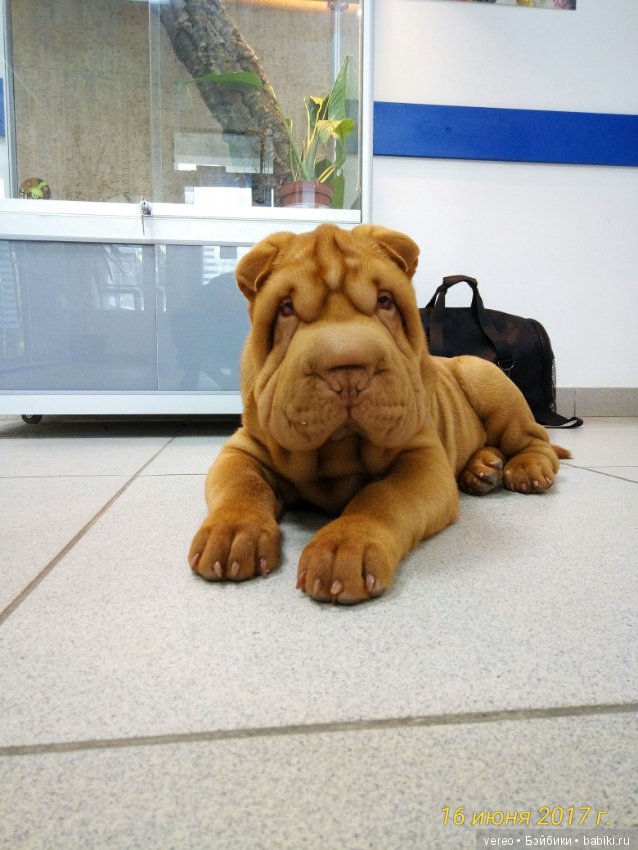 Живой уголок в зооцентре — В мире животных: смешные фото питомцев и зверей