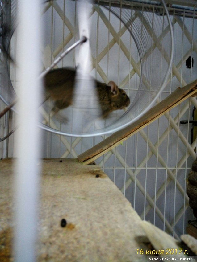 Живой уголок в зооцентре — В мире животных: смешные фото питомцев и зверей