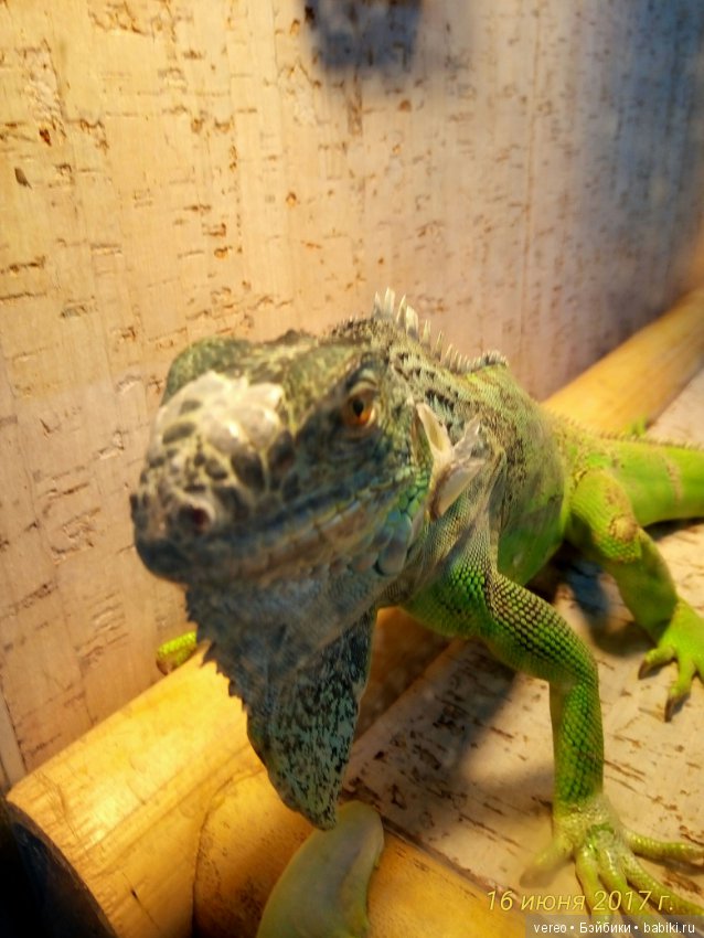 Живой уголок в зооцентре — В мире животных: смешные фото питомцев и зверей