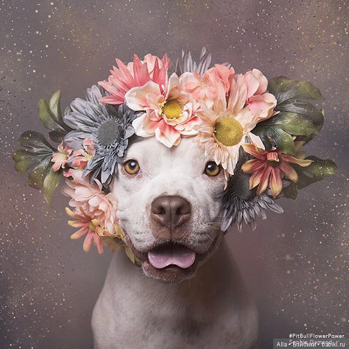 Цветочные питбули — В мире животных: смешные фото питомцев и зверей
