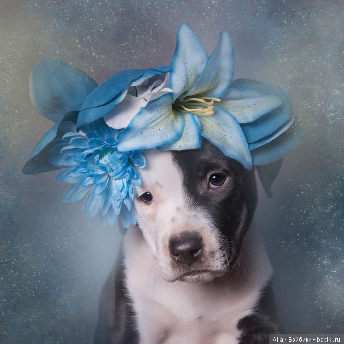 Цветочные питбули — В мире животных: смешные фото питомцев и зверей