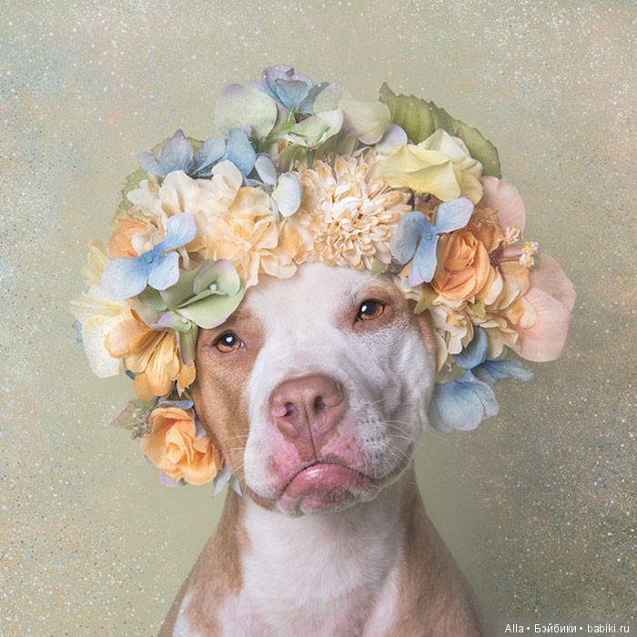 Цветочные питбули — В мире животных: смешные фото питомцев и зверей (фото 7)