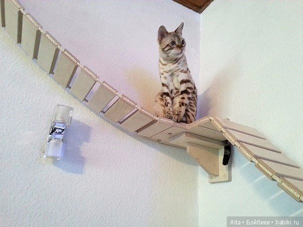 Игровые площадки для кошек (фото 6)