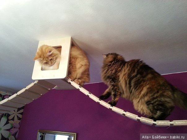 Игровые площадки для кошек (фото 2)