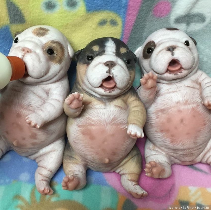 Нажми на животных от самого. Рыжий кот уходит. Нажми на животных от самого. Животное с самой отвратительной репутацией. Животное с самой отвратительной репутацией.