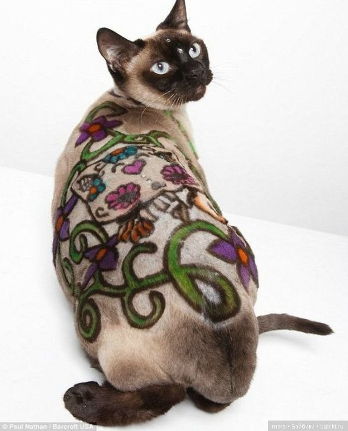 Креативные прически кошек