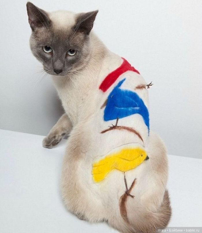 Креативные прически кошек