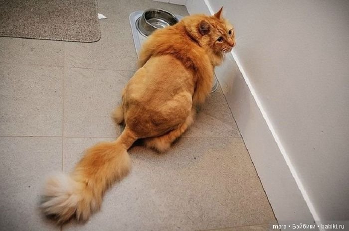 Креативные прически кошек