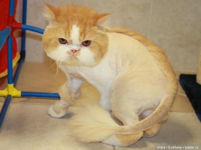 Креативные прически кошек