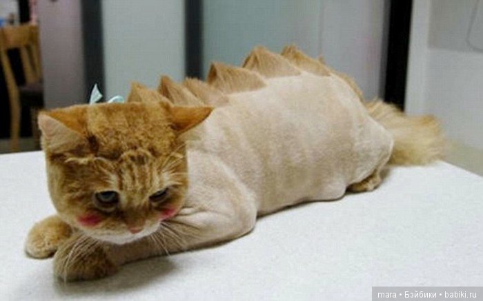 Креативные прически кошек (фото 7)