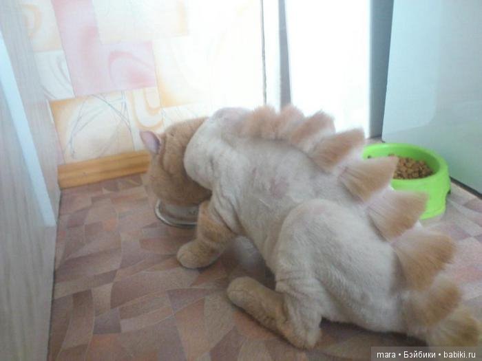 Креативные прически кошек (фото 6)