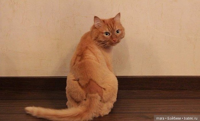 Креативные прически кошек (фото 10)