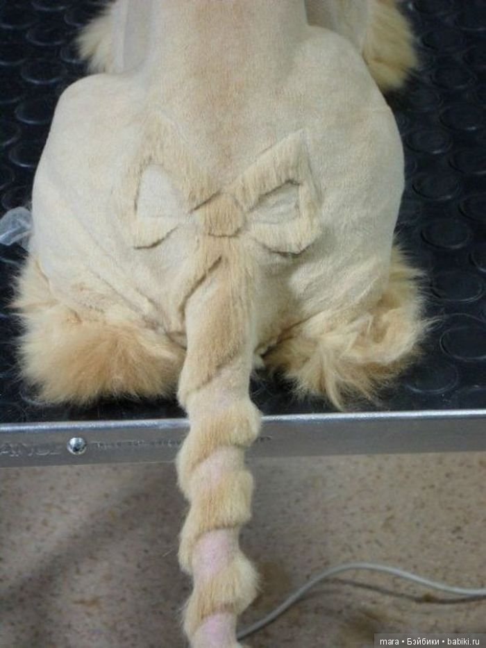 Креативные прически кошек