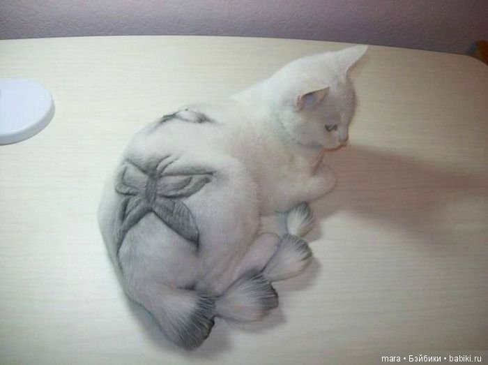 Креативные прически кошек